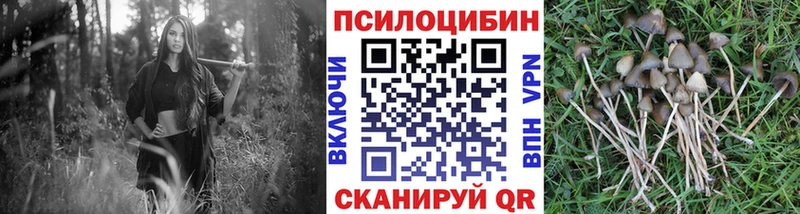 Псилоцибиновые грибы GOLDEN TEACHER Верея